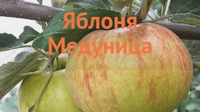 Яблоня дерево-сад \"Лобо-Медуница-Орлинка\" (Контейнер 10,0л.)-Купить в  Санкт-Петербурге: фото и описание, отзывы, цена