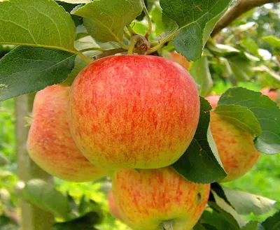 Саженцы многосортовой яблони: Многосортовая яблоня Медуница + Папировка