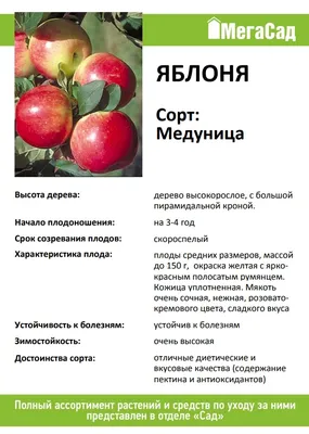 Яблоня Медуница - описание сорта, отзывы и фото яблок