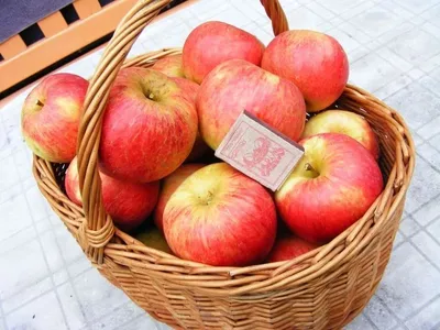 Саженец Дерево-сада яблони Яблочный спас–Медуница–Имрус