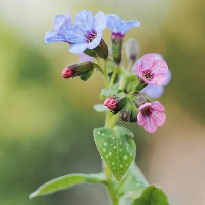 Медуница лекарственная (Pulmonaria officinalis) - PictureThis