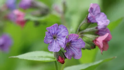 Медуница сахарная купить саженцы в Москве ⋆ blumgarden.ru