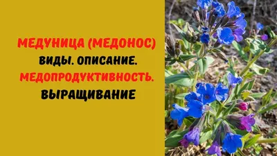 Никакого легкомыслия: что нельзя делать на Фомаиду Медуницу 26 апреля -  26.04.2023 | Rnews.ru