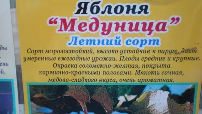 Купить саженцы медуница с доставкой в Москве | АгроДекор