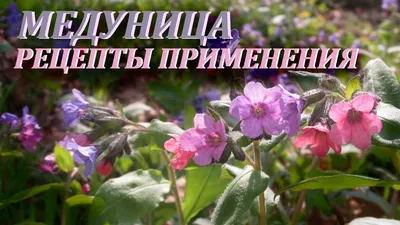 Лучшие Пасеки Оренбуржья - Медуница