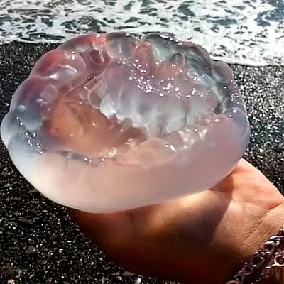 Медуза в море фото фото