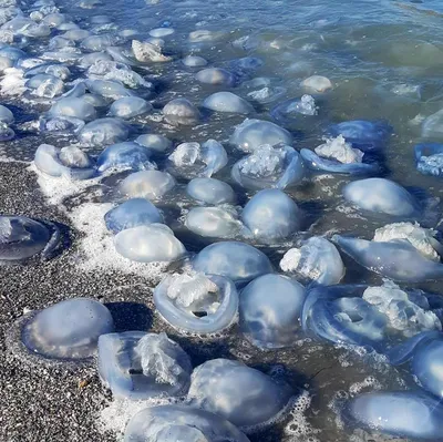 Как отличить опасную медузу на Черном море - Рамблер/путешествия