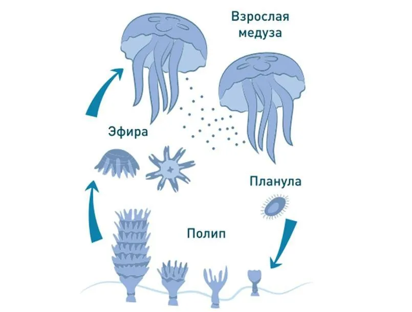 Стадия жизненного цикла медузы. Жизненный цикл медузы. Цикл размножения медуз. Жизненный цикл сцифоидных медуз Карелии. Жизненный цикл медузы схема.