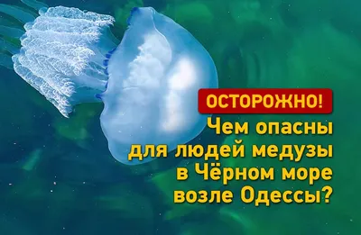 Медуза корнерот — Разновидности и особенности одной из красивейших медуз в  мире