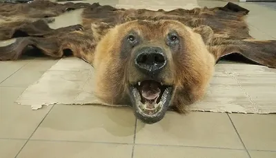Белорусу в Польше грозит 5 лет тюрьмы за медвежью шкуру и черепа
