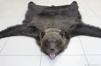 Ковёр из шкуры медведя-проверка на качество - YouTube
