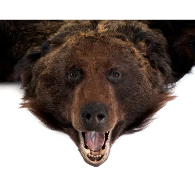 Ковёр из шкуры медведя (коричневый) - [арт.162-13], цена: 120000 рублей.  Эксклюзивные медведь, шкуры в интернет-магазине подарков LuxPodarki.