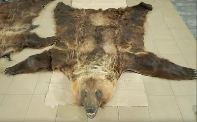 Медвежья шкура с головой купить в мастерской Трофеи России
