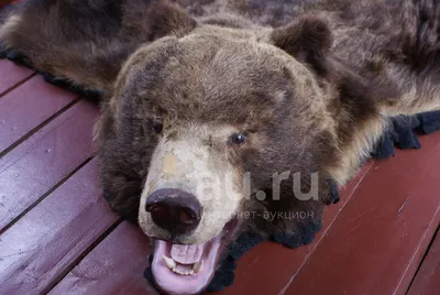🐻 Купить большой череп медведя настоящий: 13 000 руб, цена в Москве -  интернет-магазин Дикоед