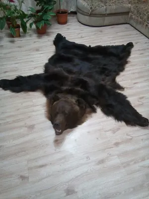 Шкура бурого медведя купить в Москве по цене 64900 рублей с бесплатной  доставкой в интернет магазине Lamamia.ru