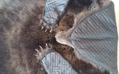 Шкура бурого медведя 2 метра купить по выгодной цене в Москве