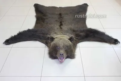 Шкура бурого медведя 2 метра купить по выгодной цене в Москве