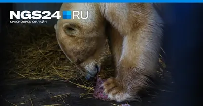 Эффектная Кожа Медведя Гризли — стоковые фотографии и другие картинки Ковер  из шкуры животного - Ковер из шкуры животного, Медведь, Национальный парк  Банф - iStock