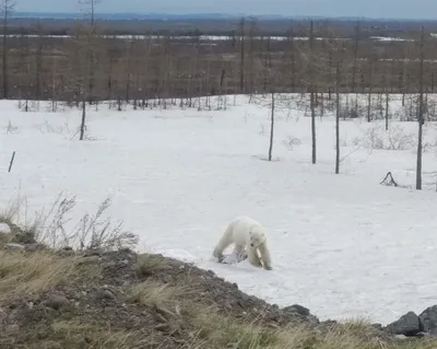 Вятский медведь.РУ - Коготь медведя бурого (Ursus arctos) 9015