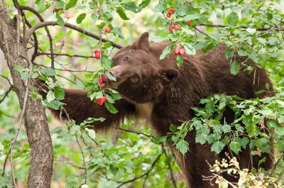 Заготовка под роспись Медведь ест мед из улья zag-zn-bear-61 купить в  интернет-магазине krapivasu