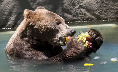 Неправильный мед»: в Турции спасли пьяного бурого медвежонка