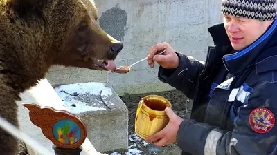 Бурый медведь Степан ест мед | Бурый медведь Степан живет в семье  дрессировщицы Светланы Пантелеенко. Мишка — любитель полакомиться  вкусностями. Только посмотрите, с каким... | By ТАСС | Facebook