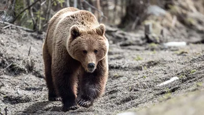 Бурый медведь занял пустой дом на Камчатке - РИА Новости, 19.04.2023