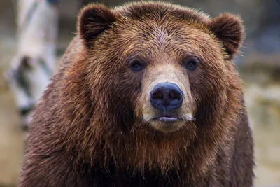 Натуралист рассказал, могут ли в Литву вернуться бурые медведи - Delfi RU
