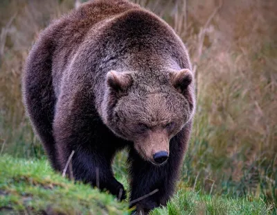 Что делать при встрече с медведем: инструкция от МЧС — ЯСИА