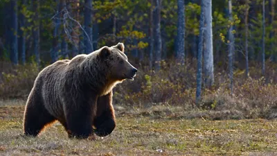 Медведь-шатун загнал на дерево двух жительниц Петропавловска-Камчатского -  Дальний Восток || Интерфакс Россия