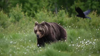 В Литве снова замечен бурый медведь - Delfi RU