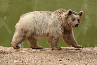 В Кузбассе голодные медведи вышли к людям - Российская газета