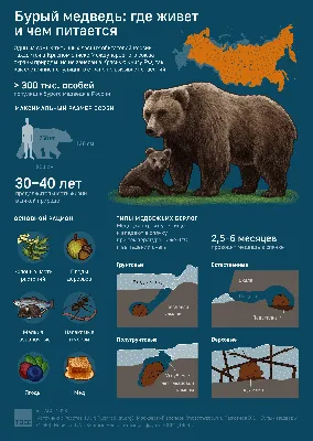 Гобийский бурый медведь — Википедия