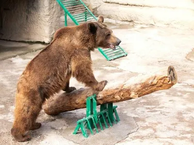 Как пережить нападение медведя | BroDude.ru
