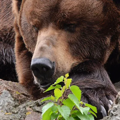 Диснейленд в России: ручной медведь Степан работает фотомоделью (Yahoo News  Japan, Япония) (Yahoo News Japan, Япония) | 07.10.2022, ИноСМИ