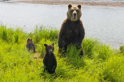 Медведь, животное, зоопарк, млекопитающие, самец, хищник, бурый Stock-Foto  | Adobe Stock