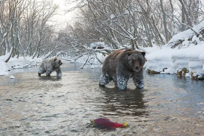 В Беларуси все больше медведей — что делать при встрече с диким зверем —  Вечерний Гродно