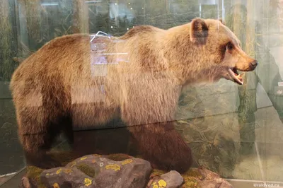 Бурый медведь. Вид сзади | Пикабу
