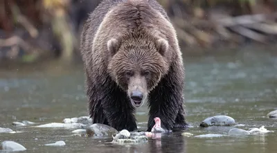 На Аляске выбрали самого толстого медведя 2023 года — Сноб