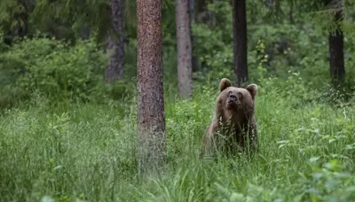 Что привело к нашествию медведей на Колыме - Российская газета