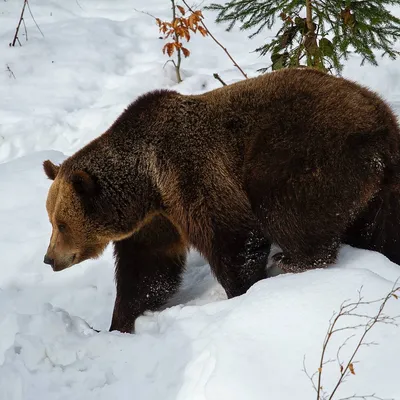 Бурый медведь | Russian Geographical Society