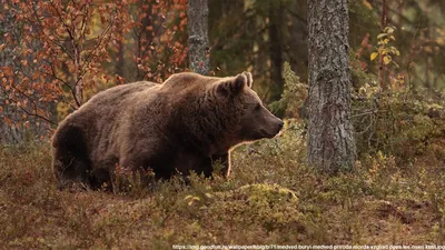Ты заходи, если что». В России медведи гуляют по улицам | ОБЩЕСТВО | АиФ  Иркутск