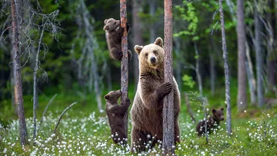 Единственный бурый медведь поселился в Арктике: События: 69-я параллель:  Lenta.ru