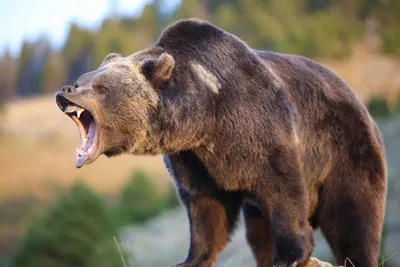 В Троицко-Печорском районе медведь напал на лесозаготовителей | Комиинформ