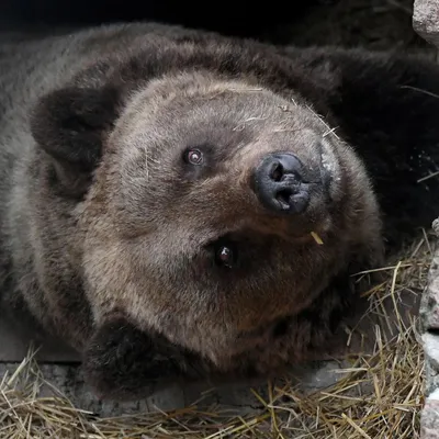 В Вязниковском районе в фотоловушку попал взрослый медведь - новости  Владимирской области