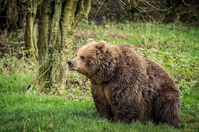 Сгущенка и сало могут сделать из медведя наркомана! - MagadanMedia