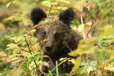 Блуждающий по бору медведь насторожил новосибирских грибников