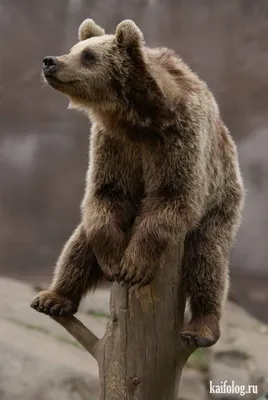 Медведь фото прикольные фото
