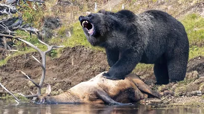 На Аляске медведь гризли неделю преследовал раненого туриста | Диалог.UA