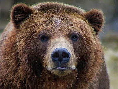 В Канаде сняли на видео схватку на шоссе двух медведей гризли - РИА  Новости, 23.09.2019
